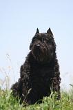 BOUVIER DES FLANDRES 451